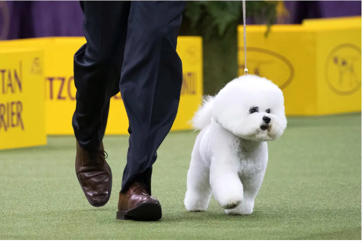 Westminster 2018 Best in Show: Flynn the Bichon Frise